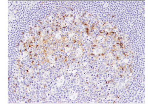 Immunohistochemistry Image 2: PD-L2 (D7U8C) Rabbit Monoclonal Antibody