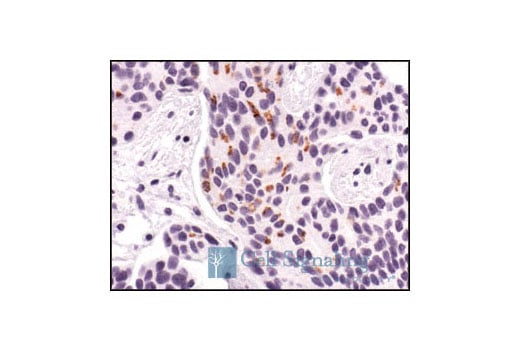 Immunohistochemistry Image 1: Smac/Diablo (79-1-83) Mouse Monoclonal Antibody (BSA and Azide Free)