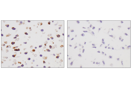 Immunohistochemistry Image 3: VISTA (D5L5T) Rabbit Monoclonal Antibody