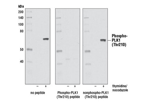 Western Blotting Image 2: Phospho-PLK1 (Thr210) (D5H7) Rabbit Monoclonal Antibody