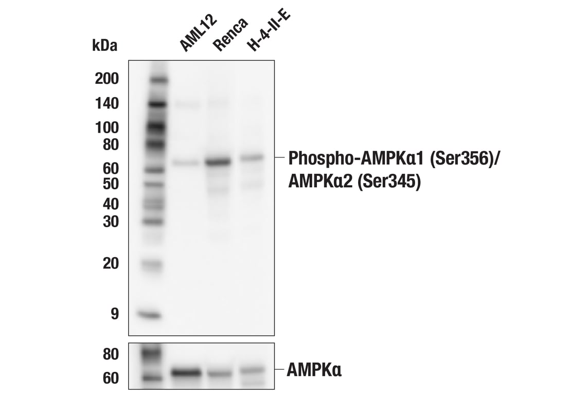 Western Blotting Image 2: Phospho-AMPK alpha1 (Ser356)/AMPKalpha2 (Ser345) Antibody