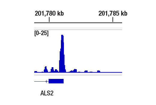 Chromatin Immunoprecipitation Image 2: Vitamin D3 Receptor (D2K6W) Rabbit Monoclonal Antibody