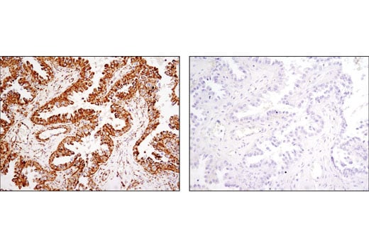 Immunohistochemistry Image 3: HSP60 (D6F1) Rabbit Monoclonal Antibody (BSA and Azide Free)