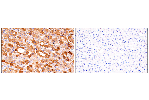undefined Image 37: Ferroptosis Antibody Sampler Kit