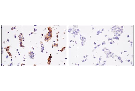 Immunohistochemistry Image 3: HLA-G (E8N9C) Rabbit Monoclonal Antibody (BSA and Azide Free)