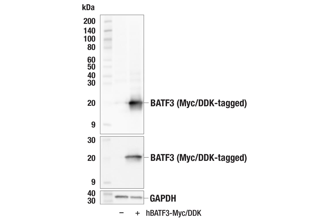 Western Blotting Image 2: BATF3 (E3F3L) Rabbit Monoclonal Antibody (BSA and Azide Free)