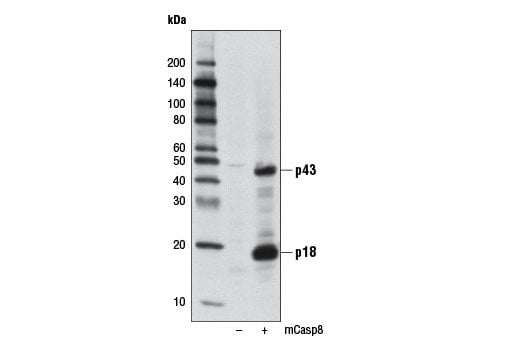 Western Blotting Image 1: Cleaved Caspase-8 (Asp387) (D5B2) XP<sup>®</sup> Rabbit mAb (BSA and Azide Free)