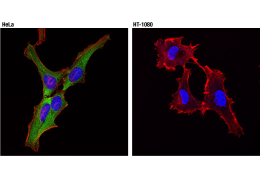 Immunofluorescence Image 1: HSP27 (D6W5V) Rabbit Monoclonal Antibody
