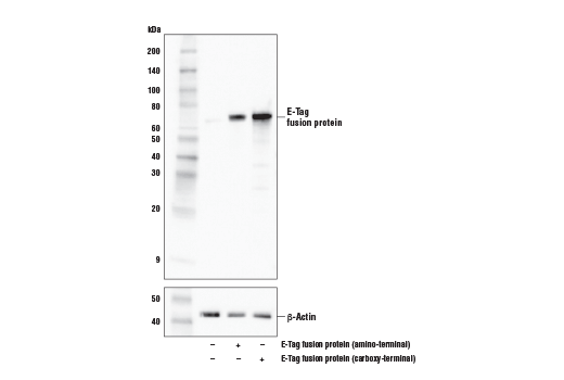 Western Blotting Image 1: E-Tag (D1U2Q) Rabbit mAb