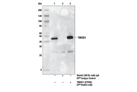 Immunoprecipitation Image 1: TMOD1 (E7E3A) Rabbit Monoclonal Antibody