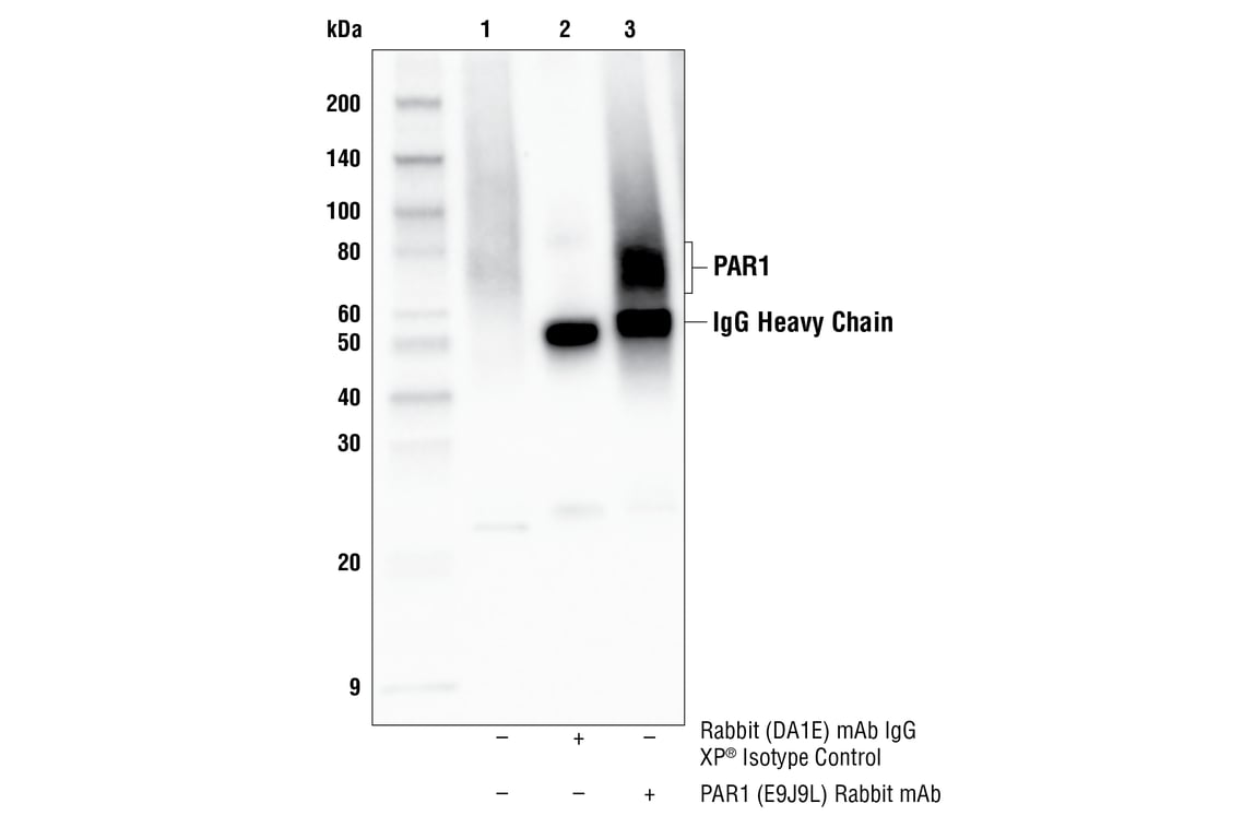 Immunoprecipitation Image 1: PAR1 (E9J9L) Rabbit Monoclonal Antibody