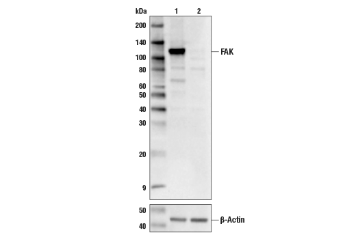 Western Blotting Image 2: FAK (D5O7U) Rabbit Monoclonal Antibody (BSA and Azide Free)