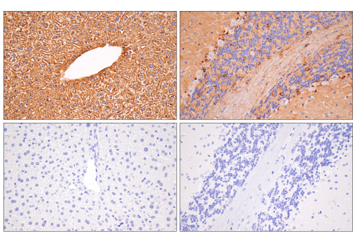 Immunohistochemistry Image 9: ApoE (E7X2A) Rabbit Monoclonal Antibody
