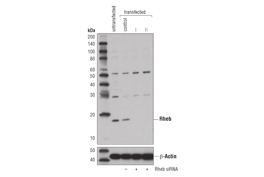 Western Blotting Image 2: Rheb (E1G1R) Rabbit Monoclonal Antibody