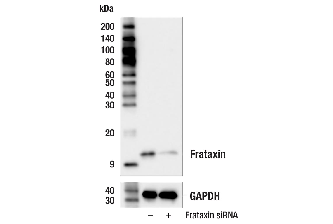 Western Blotting Image 2: Frataxin (F4V2S) Rabbit Monoclonal Antibody (BSA and Azide Free)