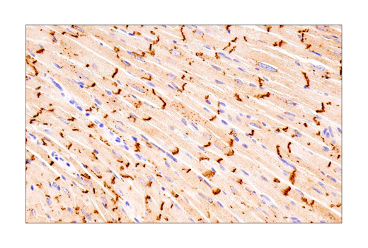 Immunohistochemistry Image 10: Connexin 43 (E7N2R) Rabbit Monoclonal Antibody