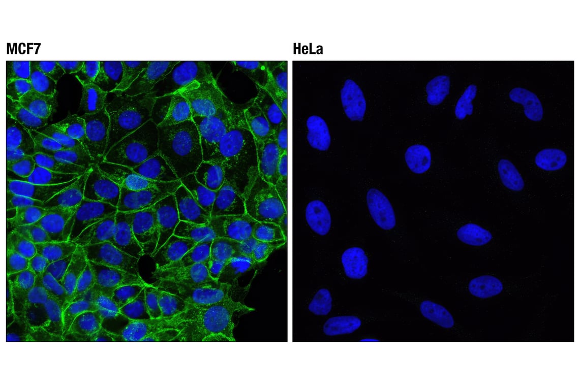 Immunofluorescence Image 1: E-Cadherin (4A2) Mouse Monoclonal Antibody