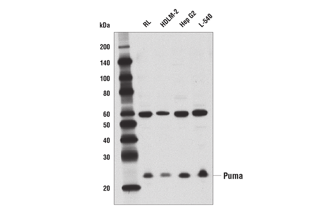 undefined Image 13: Pro-Apoptosis Bcl-2 Family Antibody Sampler Kit