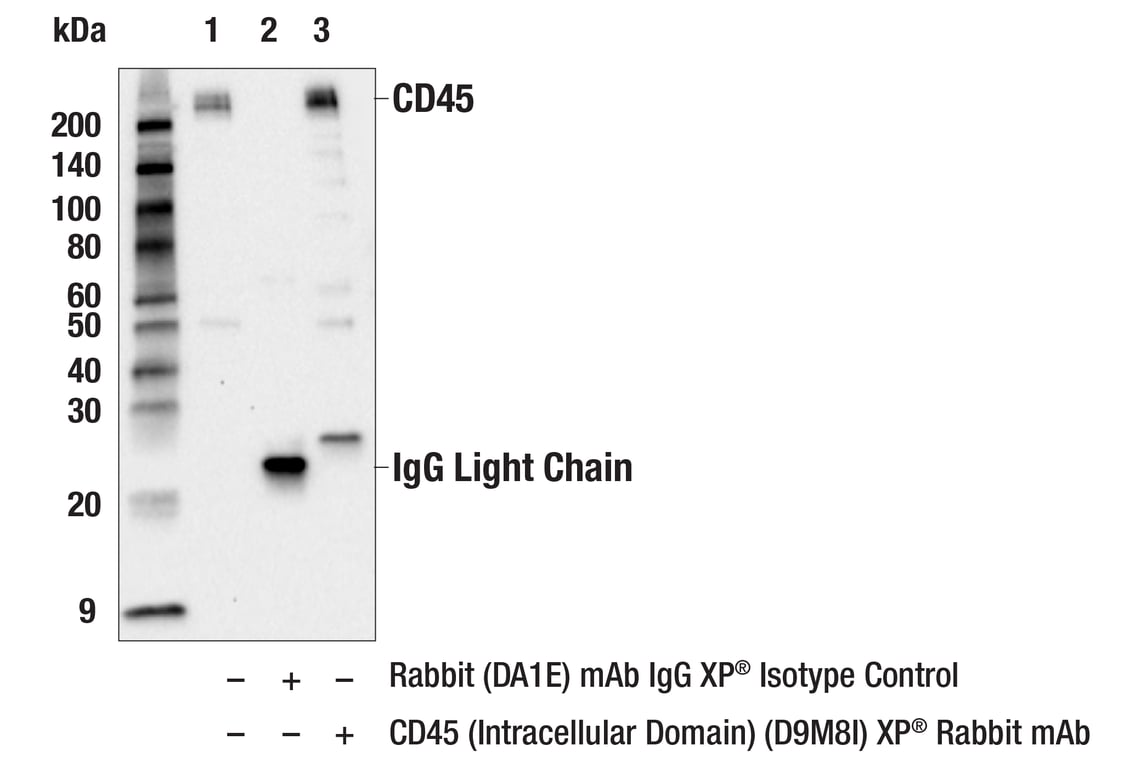 Immunoprecipitation Image 1: CD45 (Intracellular Domain) (D9M8I) Rabbit Monoclonal Antibody