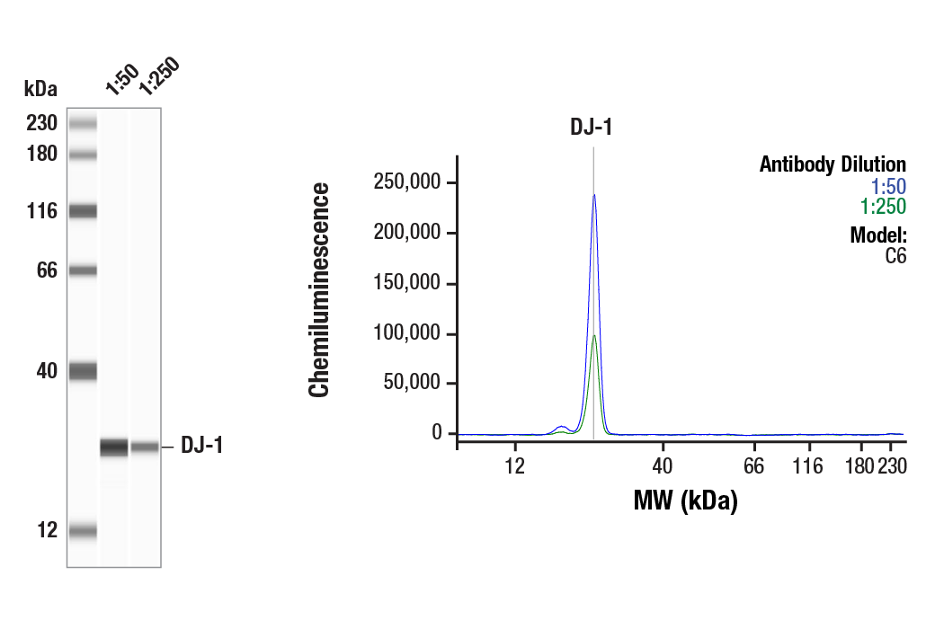 Western Blotting Image 1: DJ-1 (D29E5) Rabbit Monoclonal Antibody