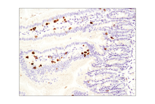 Immunohistochemistry Image 2: CD3 epsilon (D4V8L) Rabbit Monoclonal Antibody