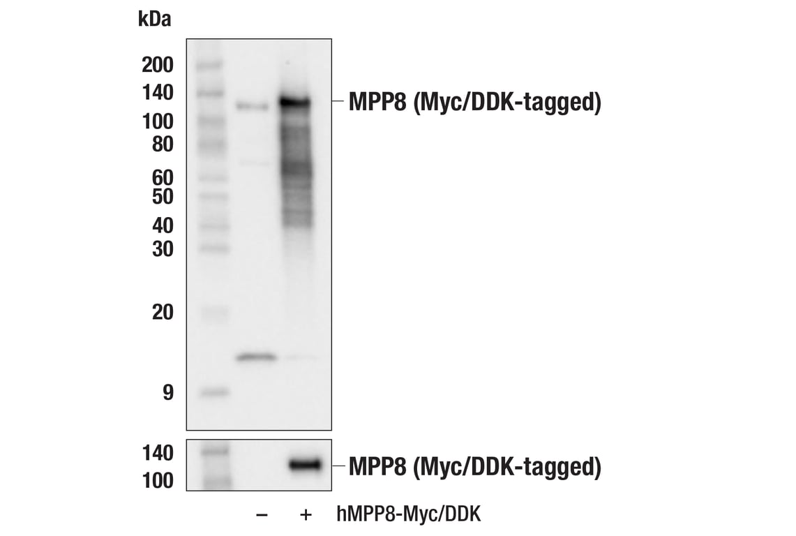Western Blotting Image 3: MPP8 (F4Z4O) Rabbit Monoclonal Antibody