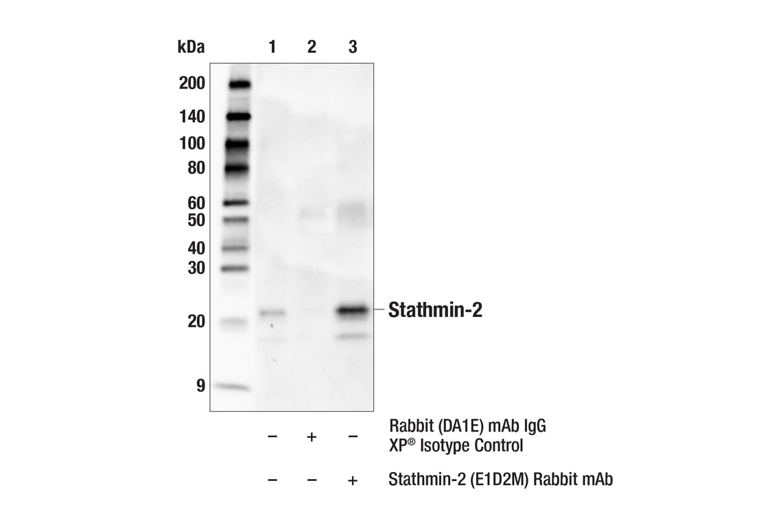 Immunoprecipitation Image 1: Stathmin-2 (E1D2M) Rabbit Monoclonal Antibody