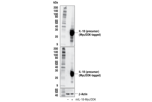 Western Blotting Image 3: IL-18 (E8P5O) Rabbit Monoclonal Antibody