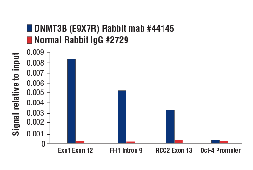 Chromatin Immunoprecipitation Image 1: DNMT3B (E9X7R) Rabbit Monoclonal Antibody