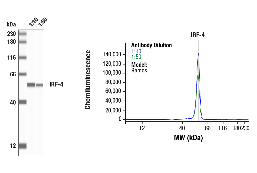 Western Blotting Image 1: IRF-4 Antibody
