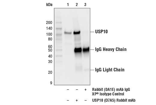 Immunoprecipitation Image 1: USP10 (D7A5) Rabbit Monoclonal Antibody