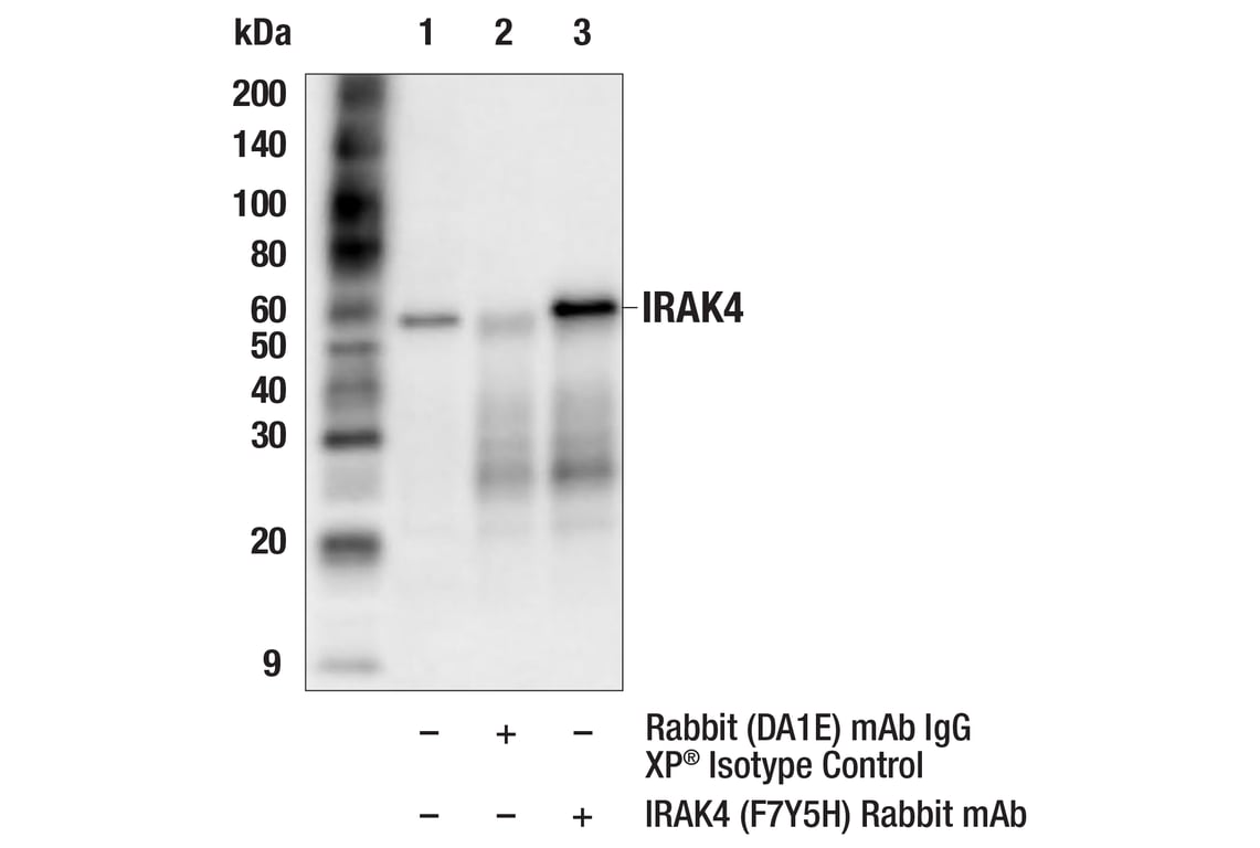 Immunoprecipitation Image 1: IRAK4 (F7Y5H) Rabbit Monoclonal Antibody