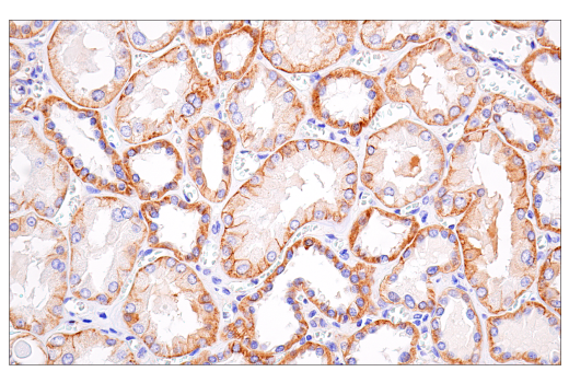 Immunohistochemistry Image 3: beta-Catenin (15B8) Mouse Monoclonal Antibody