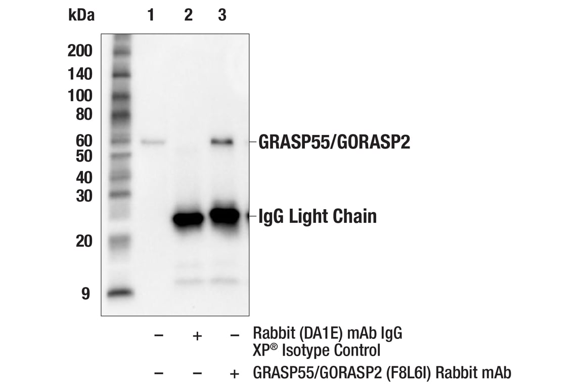 Immunoprecipitation Image 1: GRASP55/GORASP2 (F8L6I) Rabbit Monoclonal Antibody