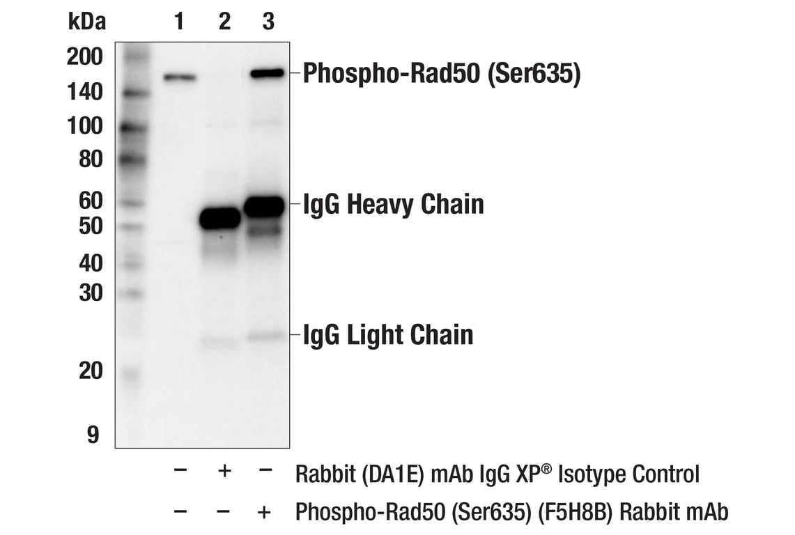 undefined Image 48: ATM Substrates Antibody Sampler Kit