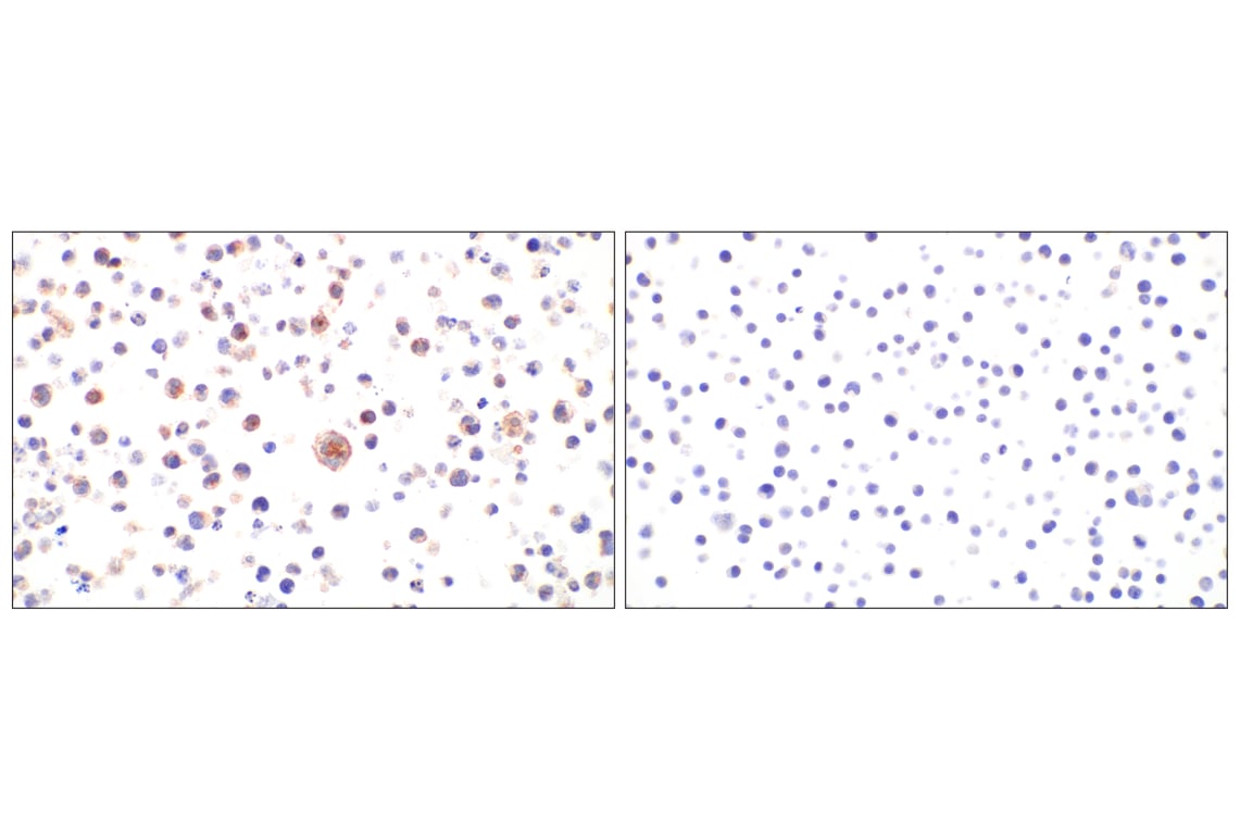 Immunohistochemistry Image 14: Siglec-10 (E1D7S) Rabbit Monoclonal Antibody (BSA and Azide Free)
