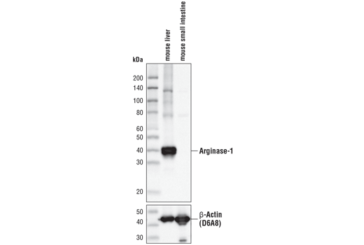 Western Blotting Image 2: Arginase-1 (D4E3M<sup>™</sup>) XP<sup>®</sup> Rabbit mAb