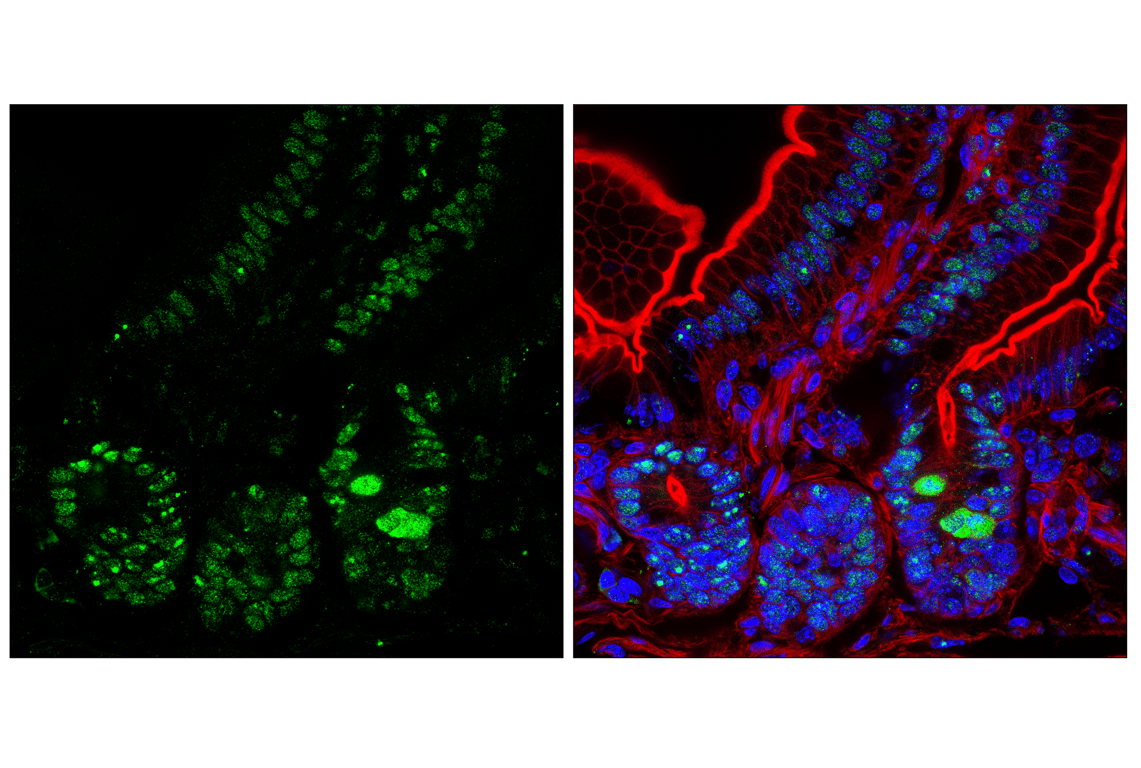 Immunofluorescence Image 2: NPM1 (E7W4P) Rabbit mAb (BSA and Azide Free)