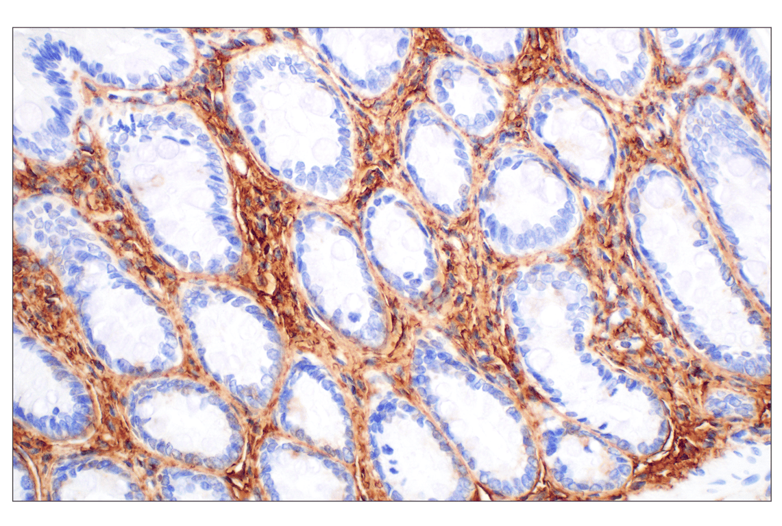 Immunohistochemistry Image 10: Hyaluronan Complete Tissue Staining Kit (HRP)
