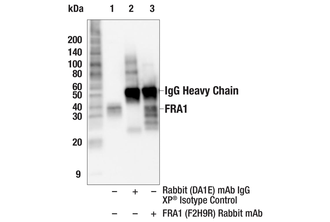 Immunoprecipitation Image 1: FRA1 (F2H9R) Rabbit Monoclonal Antibody