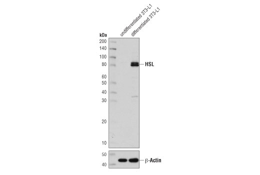 Western Blotting Image 1: HSL (D6W5S) XP<sup>®</sup> Rabbit mAb