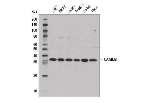 Western Blotting Image 1: CAMLG (D5L9J) Rabbit mAb