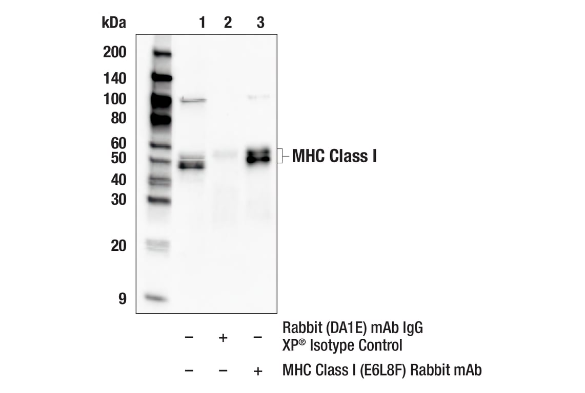 Immunoprecipitation Image 1: MHC Class I (E6L8F) Rabbit Monoclonal Antibody