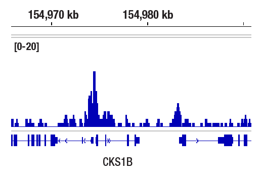 CUT & RUN Image 1: T-bet/TBX21 (D6N8B) Rabbit Monoclonal Antibody