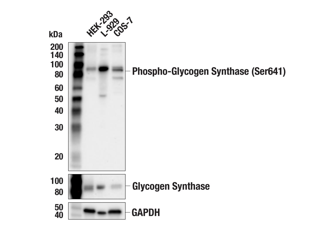Western Blotting Image 2: Phospho-Glycogen Synthase (Ser641) (D4H1B) Rabbit Monoclonal Antibody