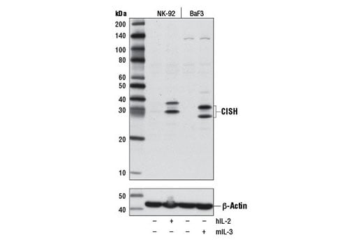 Western Blotting Image 1: CISH (D4D9) Rabbit mAb (BSA and Azide Free)