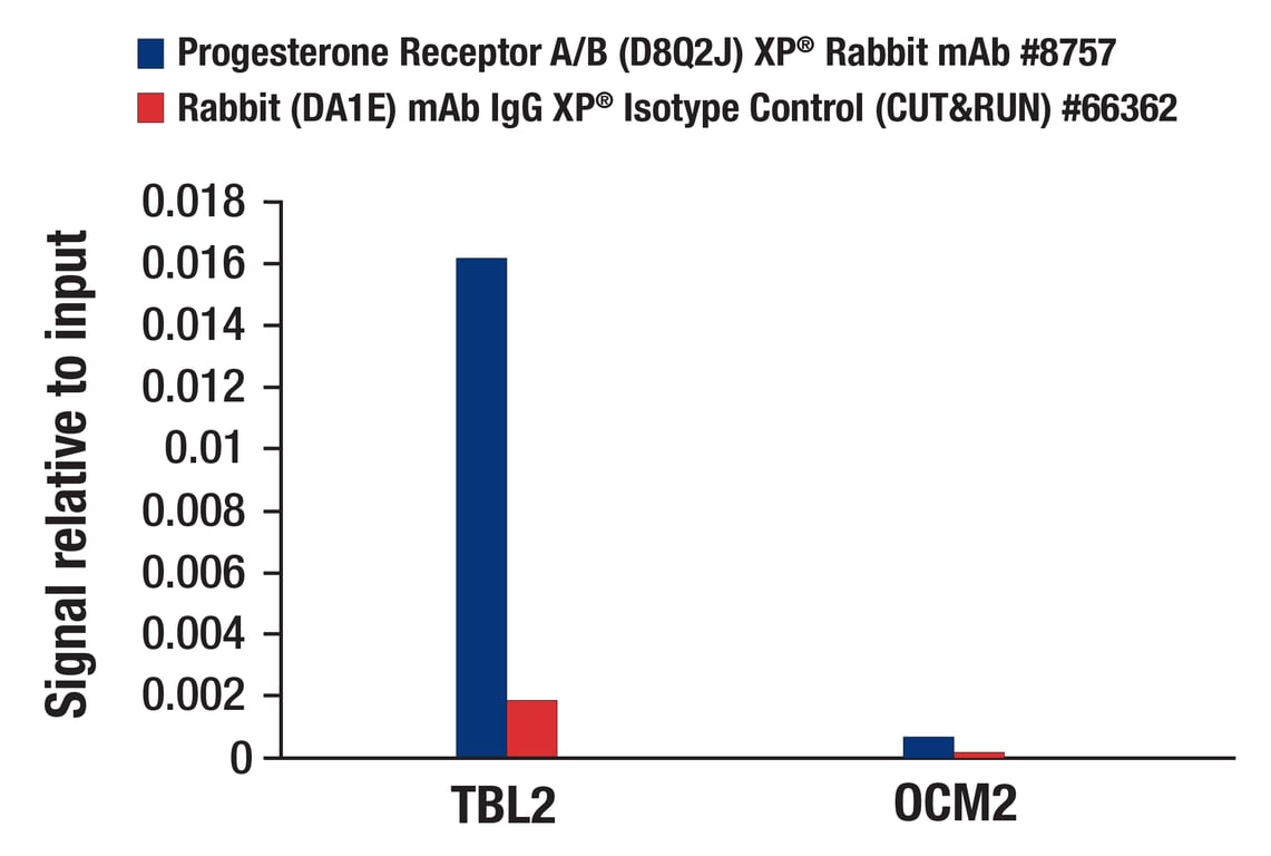 CUT & RUN Image 3: Progesterone Receptor A/B (D8Q2J) Rabbit Monoclonal Antibody