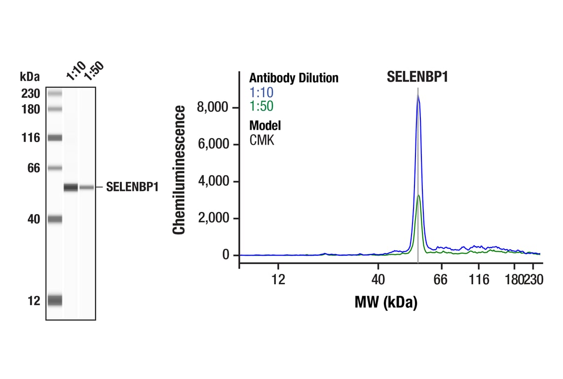 Western Blotting Image 1: SELENBP1 (F7V8F) Rabbit Monoclonal Antibody