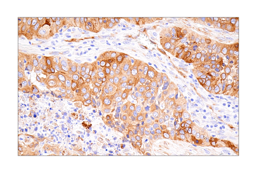 Immunohistochemistry Image 7: Connexin 43 (E7N2R) XP<sup>®</sup> Rabbit mAb (BSA and Azide Free)