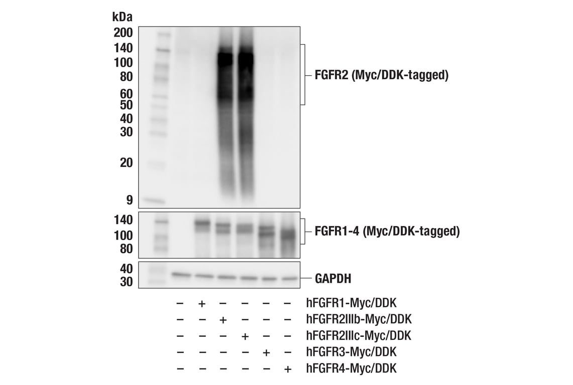 Western Blotting Image 3: FGF Receptor 2 (F3N9K) Rabbit Monoclonal Antibody